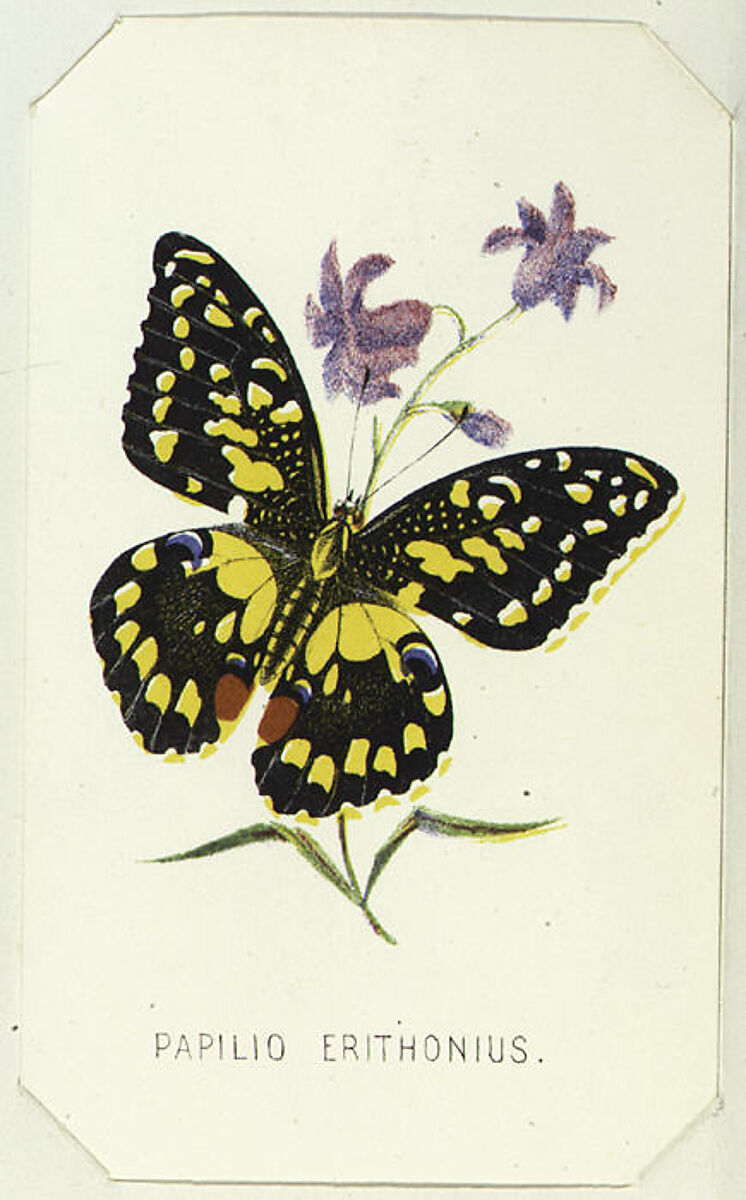 Papilio Erithonius, from "The Butterflies and Moths of America", Part 1, Louis Prang &amp; Co. (Boston, Massachusetts), Color lithograph