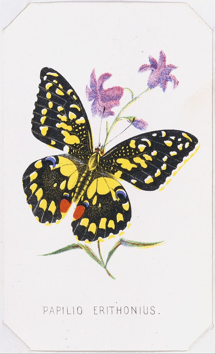 Papilio Erithonius from The Butterflies and Moths of America Part 1, Louis Prang &amp; Co. (Boston, Massachusetts), Color lithograph 
