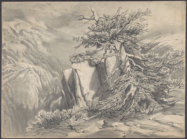 Broken Tree in  Moutainous Landscape