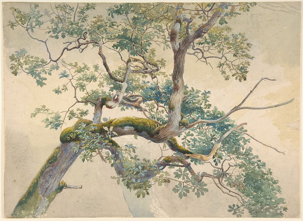 Tree Branches, Charles Reginald Aston (British, Birmingham 1832–1908 Birmingham), Watercolor over graphite