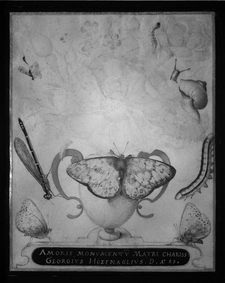 Still Life with Flowers, a Snail and Insects, Joris Hoefnagel (Netherlandish, Antwerp 1542–1600 Vienna), Watercolor, gouache, and shell gold on vellum