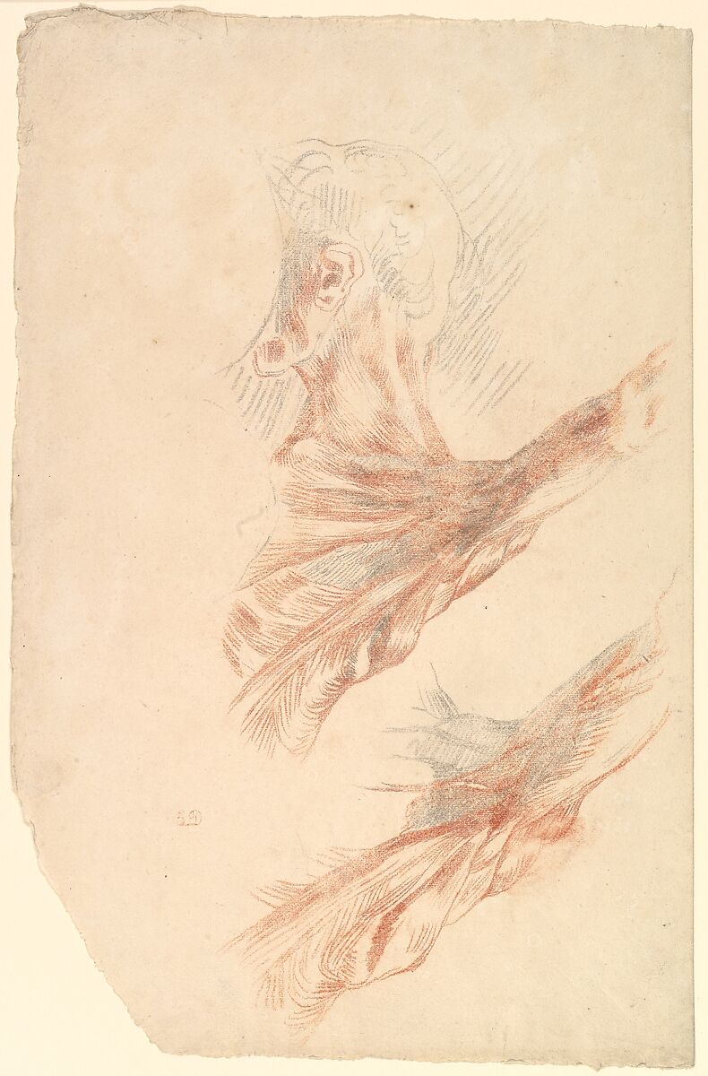Ecorché: Two Studies of the Muscles of the Shoulder and of the Arm, Raised, Eugène Delacroix (French, Charenton-Saint-Maurice 1798–1863 Paris), Counterproof of a drawing (Musée du Louvre RF 10672) in red and black chalk on laid paper