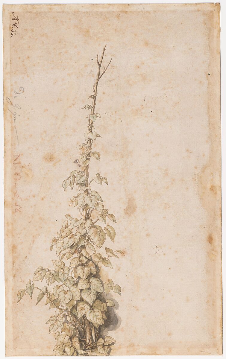 Two studies of a saddled horse and of a horse with a boy astride; verso: Study of a bean plant, Jacques de Gheyn II (Netherlandish, Antwerp 1565–1629 The Hague), Pen and brown ink; verso: pen and brown ink, green and brown watercolour, gray wash