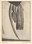 Hanging Weeds, Louise Bourgeois (American, Paris 1911–2010 New York), Engraving 