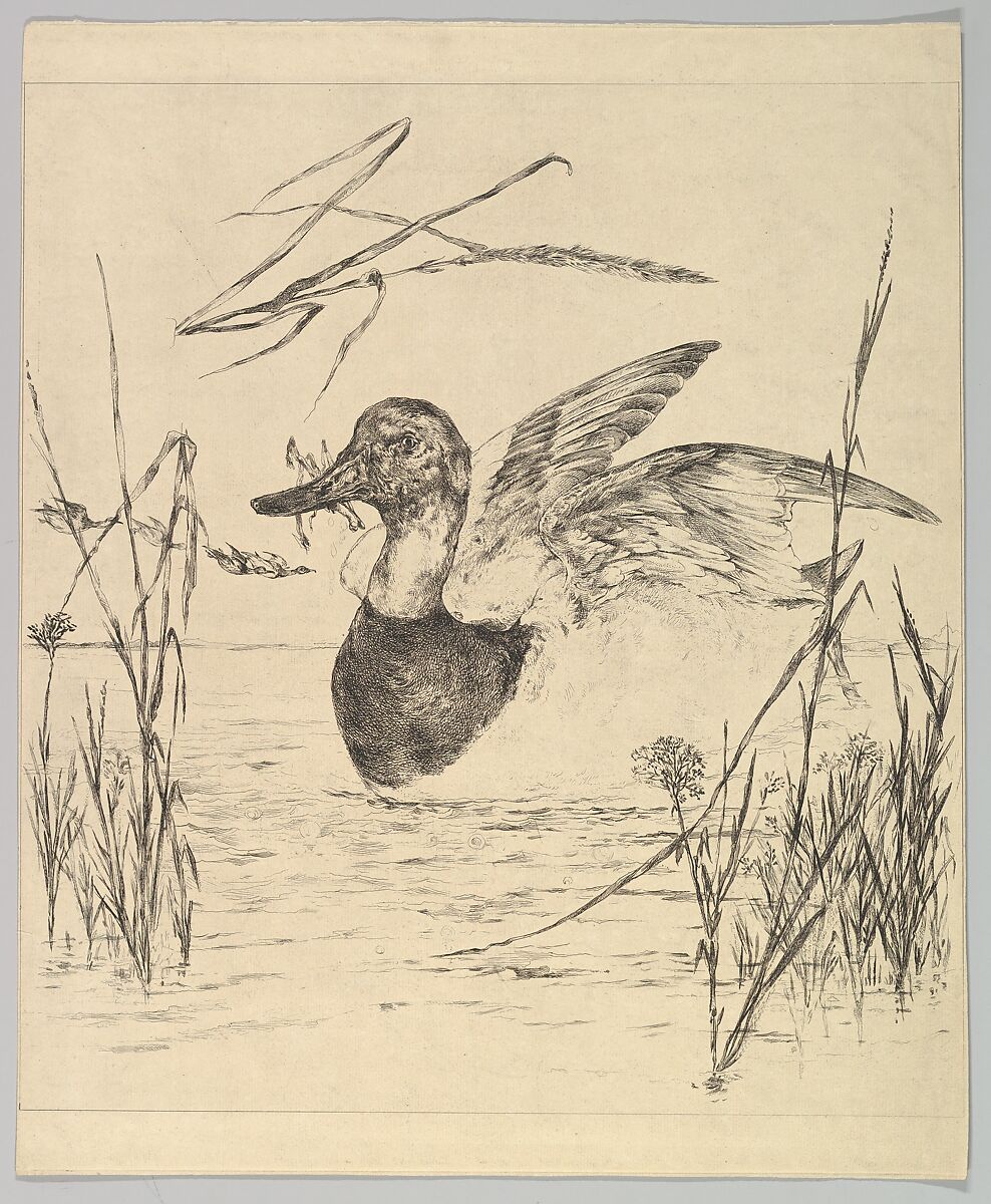 Duck, Félix Bracquemond (French, Paris 1833–1914 Sèvres), Etching; proof 