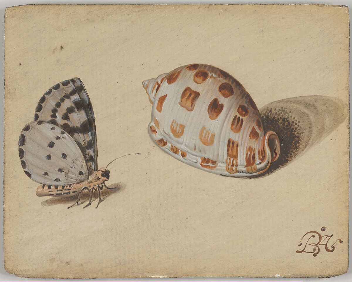 An Arrowhead Blue Butterfly and a Scotch Bonnet Sea Shell, Circle of Balthasar van der Ast (Dutch, Middelburg 1593/94–1657 Delft), Oil on paper 