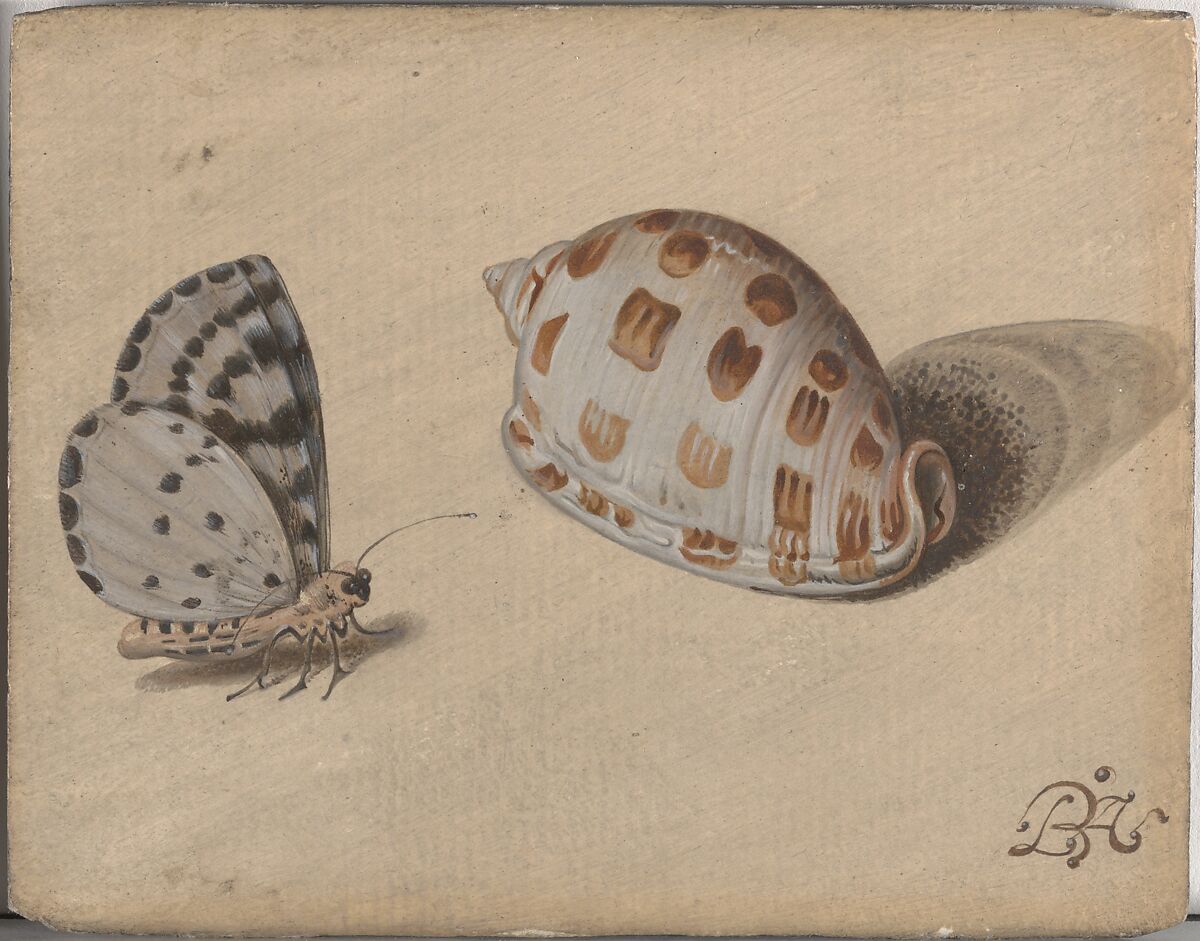An Arrowhead Blue Butterfly and a Scotch Bonnet Sea Shell, Circle of Balthasar van der Ast (Dutch, Middelburg 1593/94–1657 Delft), Oil on paper