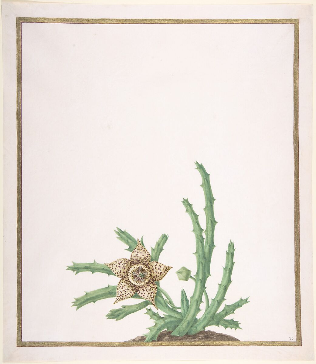 A Stapelia Variegata, Nicolas Robert (French, Langres 1614–1685 Paris), Watercolor and gouache on vellum, border lines in gold 