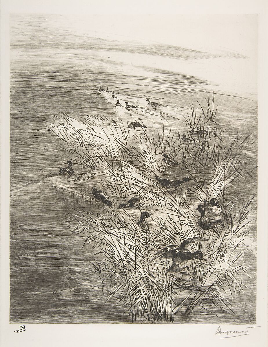 Roseaux et Sarcelles, Félix Bracquemond (French, Paris 1833–1914 Sèvres), Etching on laid paper; fourth state of four 