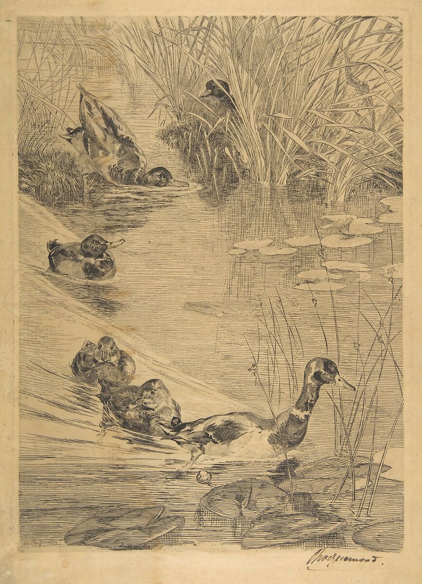 Ébats de canards, Félix Bracquemond (French, Paris 1833–1914 Sèvres), Etching; first state of four 