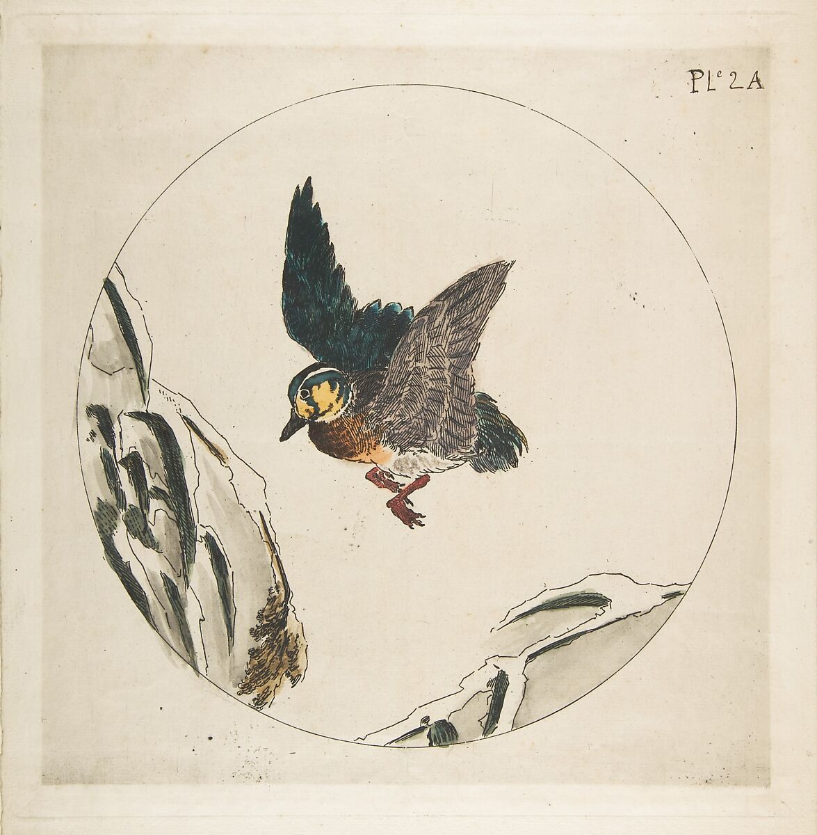 Decoration for a Plate: A Duck flying over Snow-covered Branches, Félix Bracquemond (French, Paris 1833–1914 Sèvres), Etching with watercolor 
