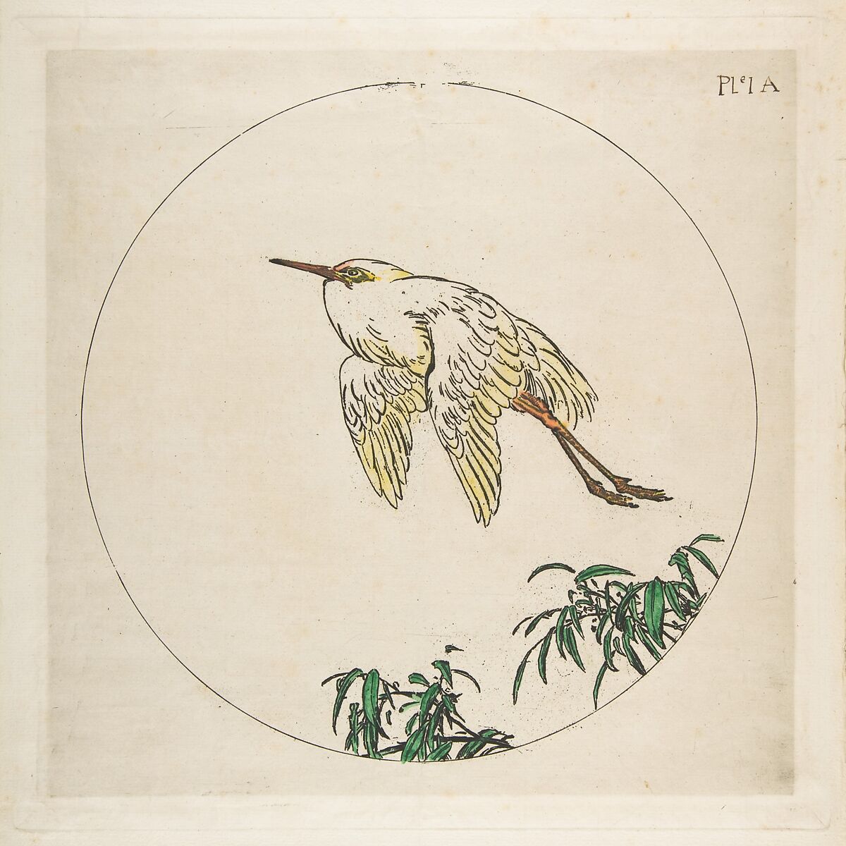 Decoration for a Plate: An Egret Flying Above Bamboo Branches, Félix Bracquemond  French, Etching with watercolor