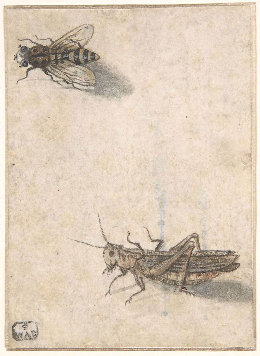 A Grasshopper and a Bee, Anonymous, Dutch, 17th century ?, Pen and black ink, gray wash, gouache, and watercolor 