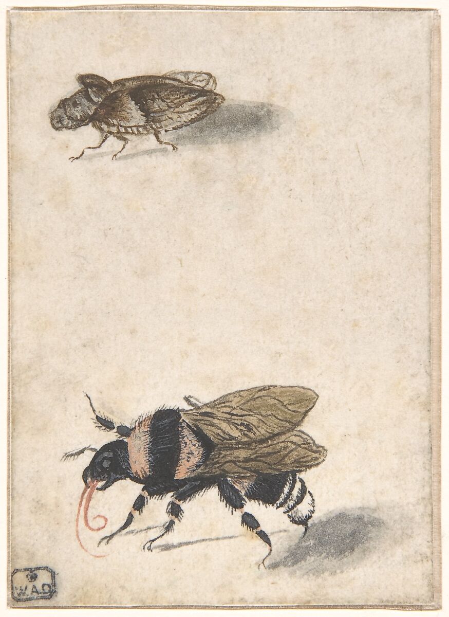 A Bumble Bee and a Fulgoroid, Anonymous, Dutch, 17th century ?, Pen and black ink, gray wash, gouache, and watercolor 
