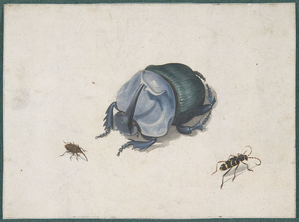 Studies of a Blue Beetle and Insects, Attributed to Pieter Holsteyn II (Dutch, Haarlem, ca. 1614–1673/83), Gouache and watercolor 