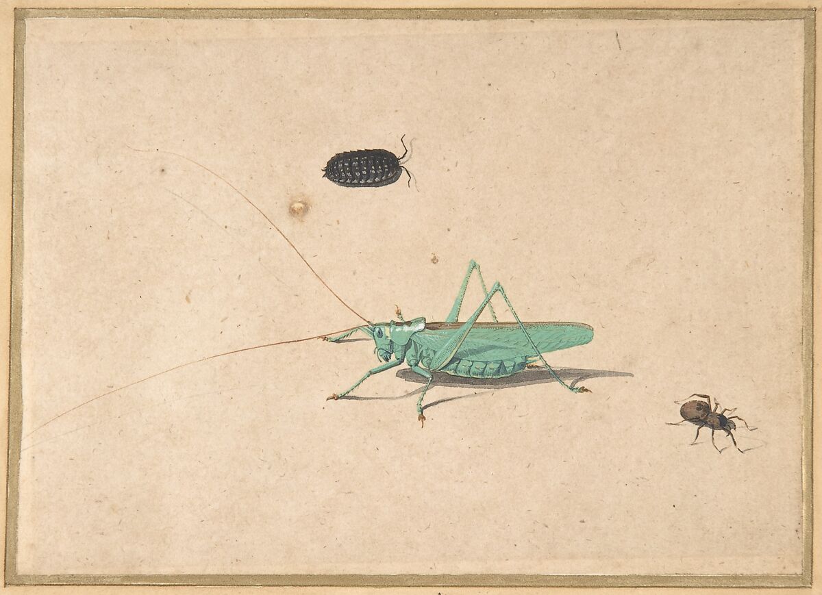 A Great Green Bush Cricket (Tettigorica viridissima Linneaeus), A Clioniona Spider, and a Beetle, Anonymous, Dutch, 17th century ?, Pen and ink, watercolor, and gouache 