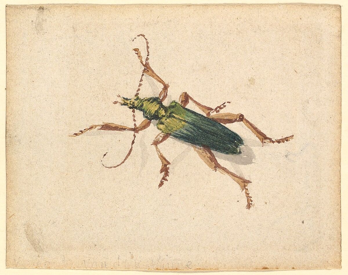 Green Beetle with Brown Legs, Vincent Laurensz van der Vinne (Dutch, 1628–1702), Watercolor 