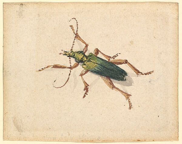 Green Beetle with Brown Legs