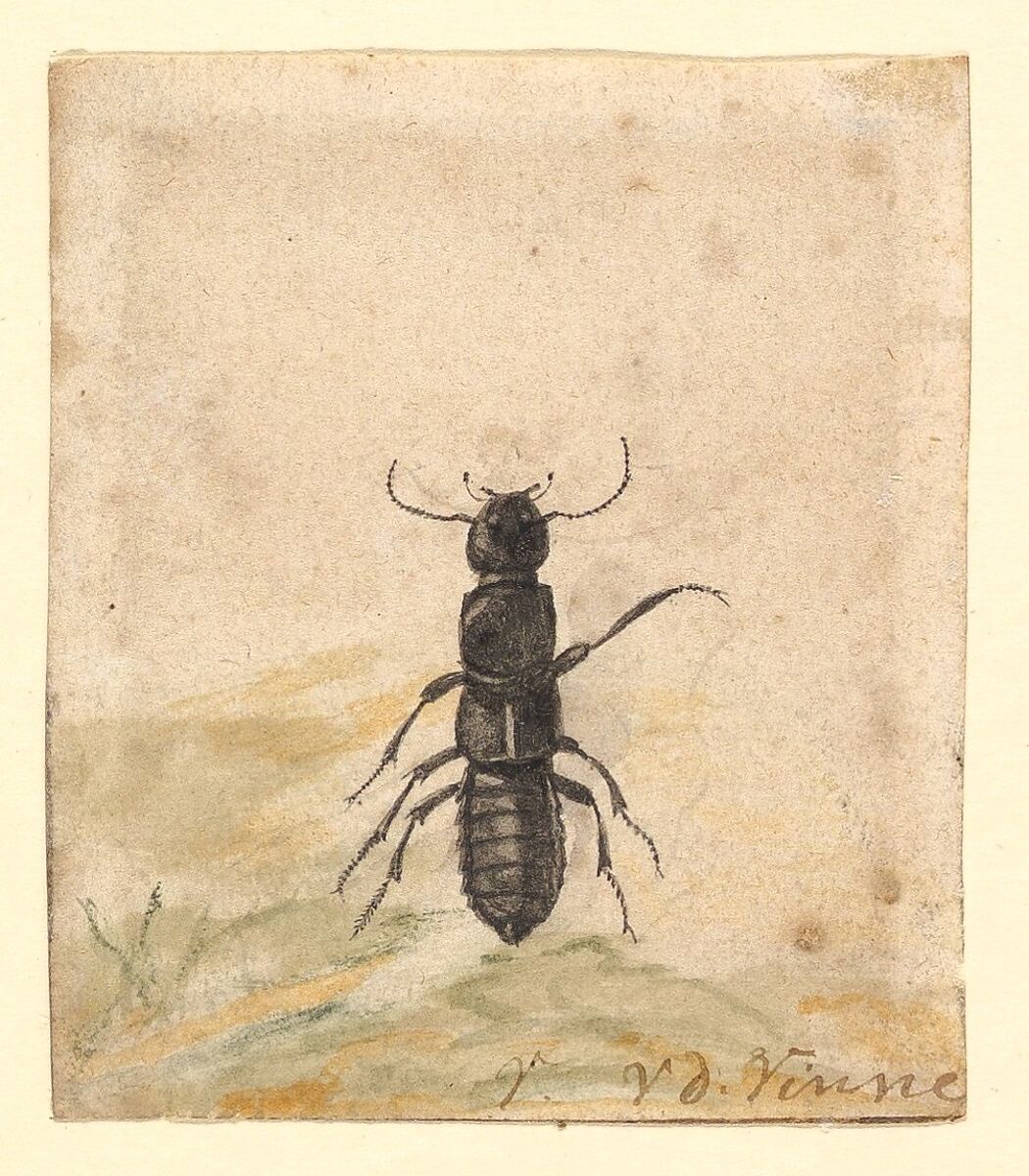 A Black Beetle, Vincent Laurensz van der Vinne (Dutch, 1628–1702), Watercolor 