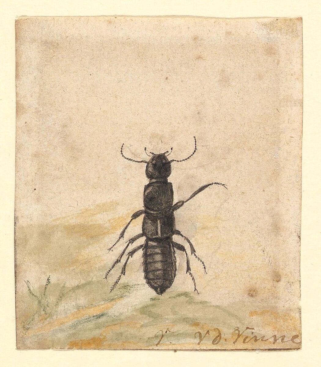 black beetle insect drawing