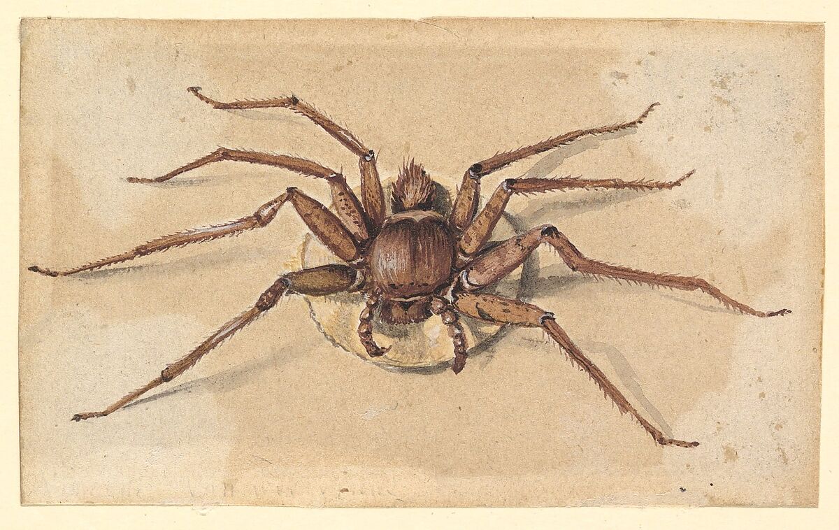 A Spider, Vincent Laurensz van der Vinne (Dutch, 1628–1702), Watercolor 