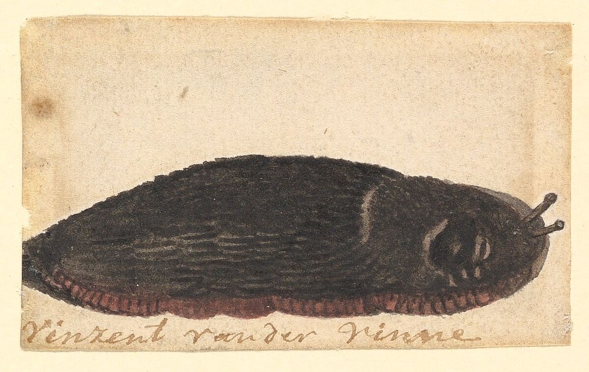 A Slug, Vincent Laurensz van der Vinne (Dutch, 1628–1702), Watercolor 