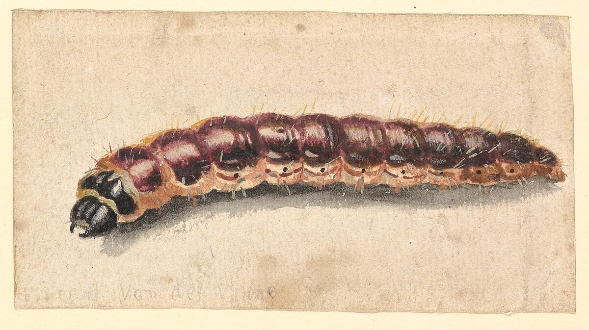 A Caterpillar, Vincent Laurensz van der Vinne (Dutch, 1628–1702), Watercolor with gum arabic 