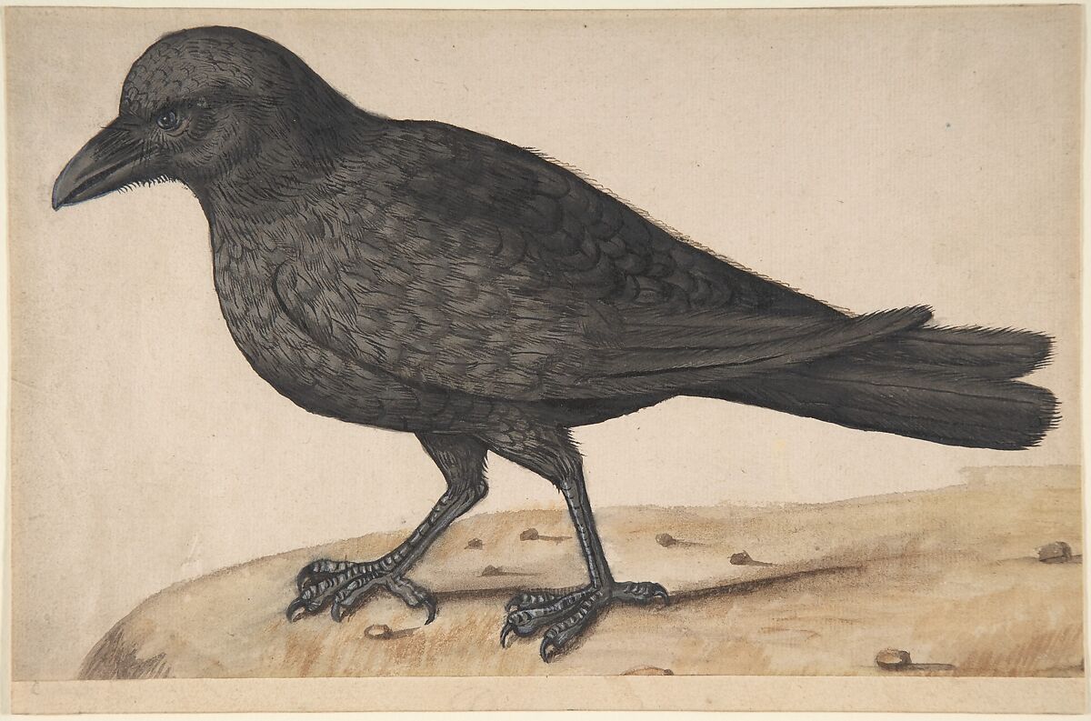 A Crow, Anonymous, Italian, 17th century, Watercolor with body color on paper 