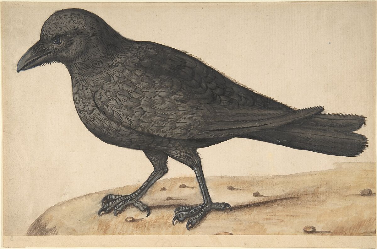 A Crow, Anonymous, Italian, 17th century, Watercolor and body color