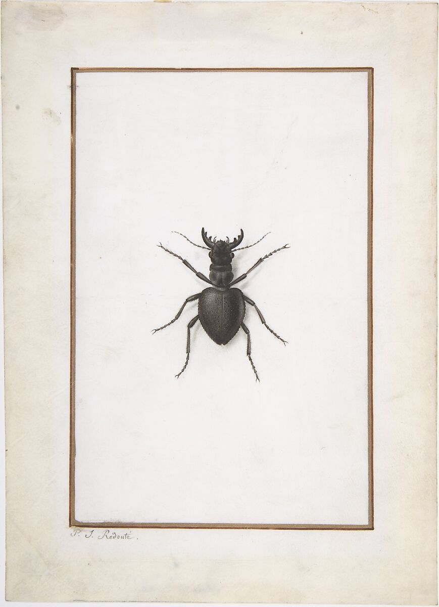 A Stag Beetle, Pierre Joseph Redouté (French, 1759–1840), Watercolor heightened with white on vellum 