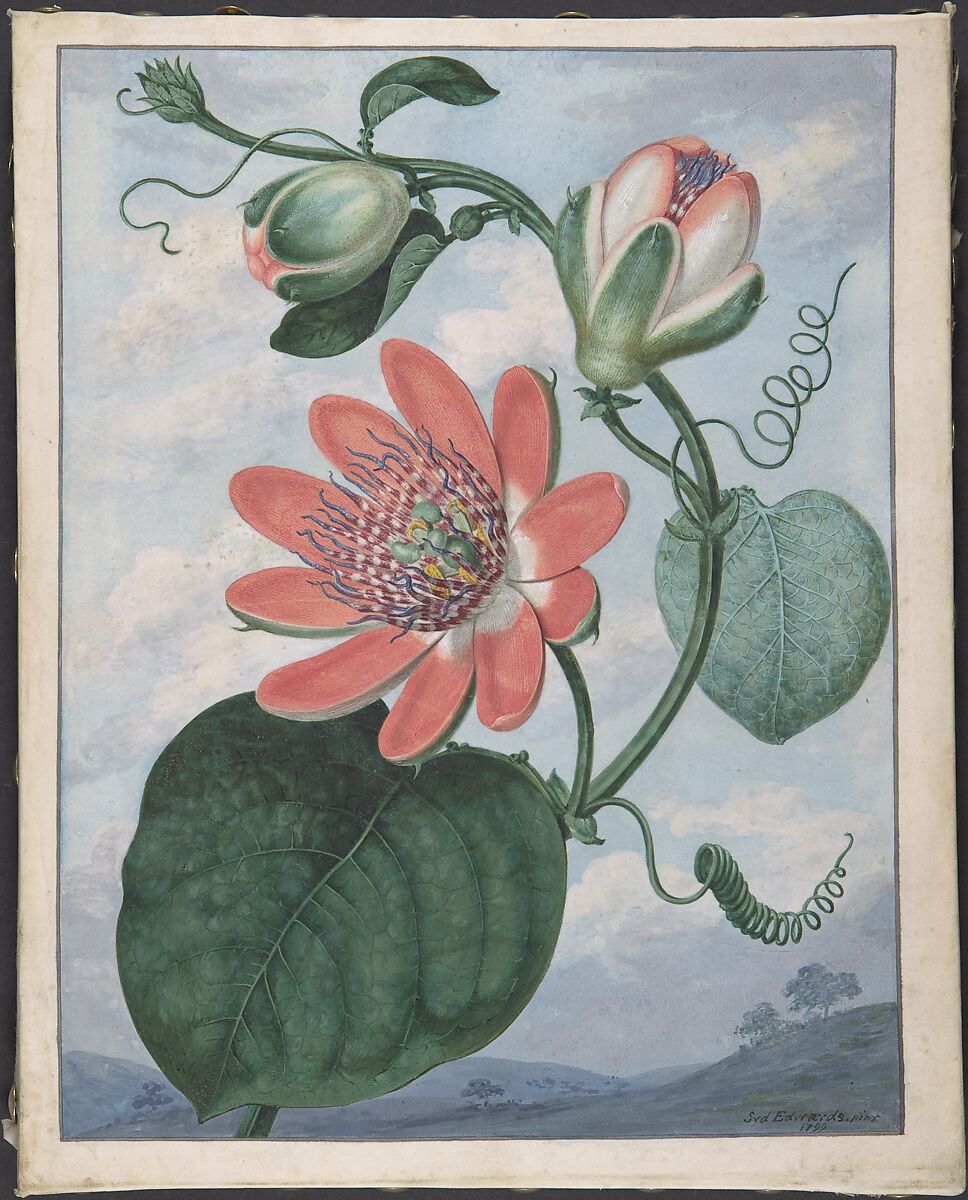 Winged passionflower (Passiflora alata), Sydenham Teak Edwards (British (born Wales), Usk 1768–1819 London), Bodycolor (gouache) on vellum 