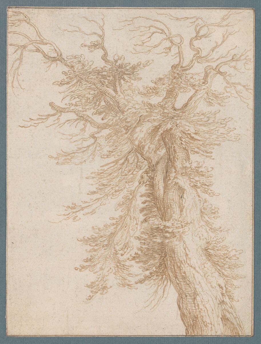Study of a Tree, Jacques de Gheyn II (Netherlandish, Antwerp 1565–1629 The Hague), Pen and brown ink over black chalk 