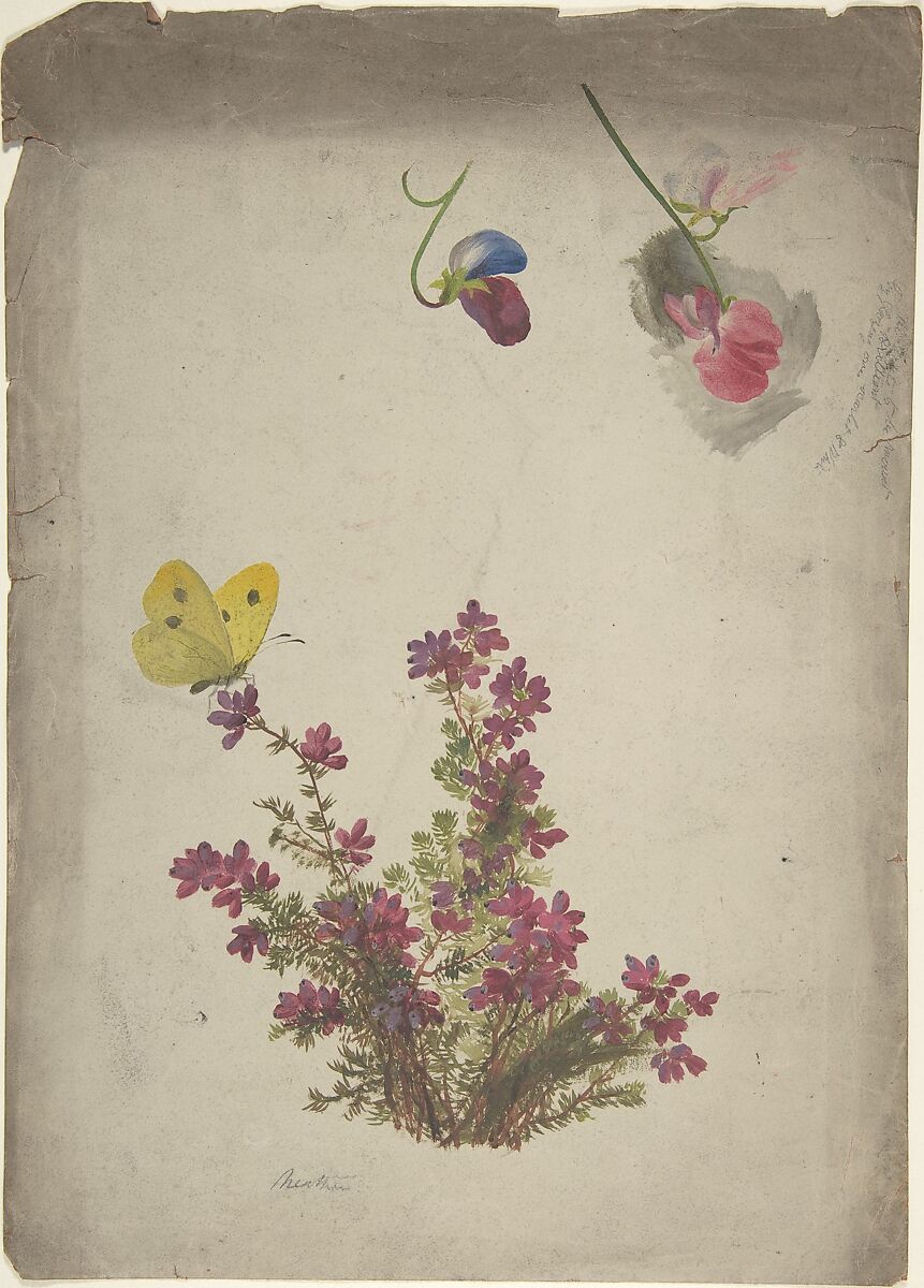 Heather, Sweet Peas and Butterfly, Anonymous, British, 19th century, Watercolor and  gouache (bodycolor) on gray prepared ground 