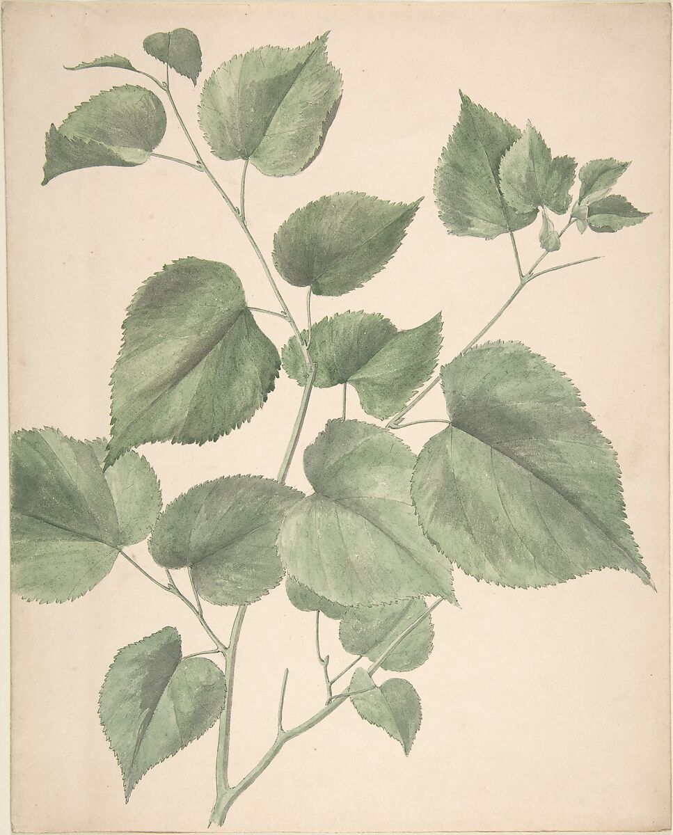 Leaves, Anonymous, British, 19th century, Watercolor 