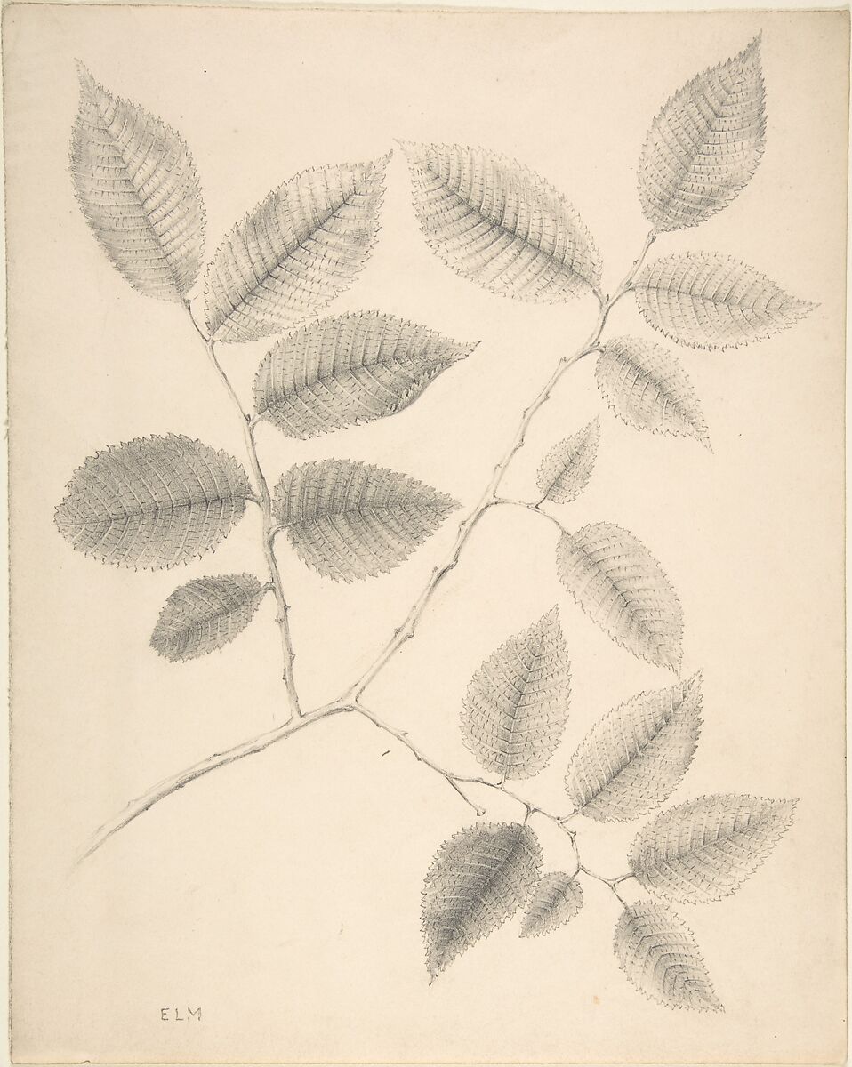 Elm Leaves, Anonymous, British, 19th century, Graphite 