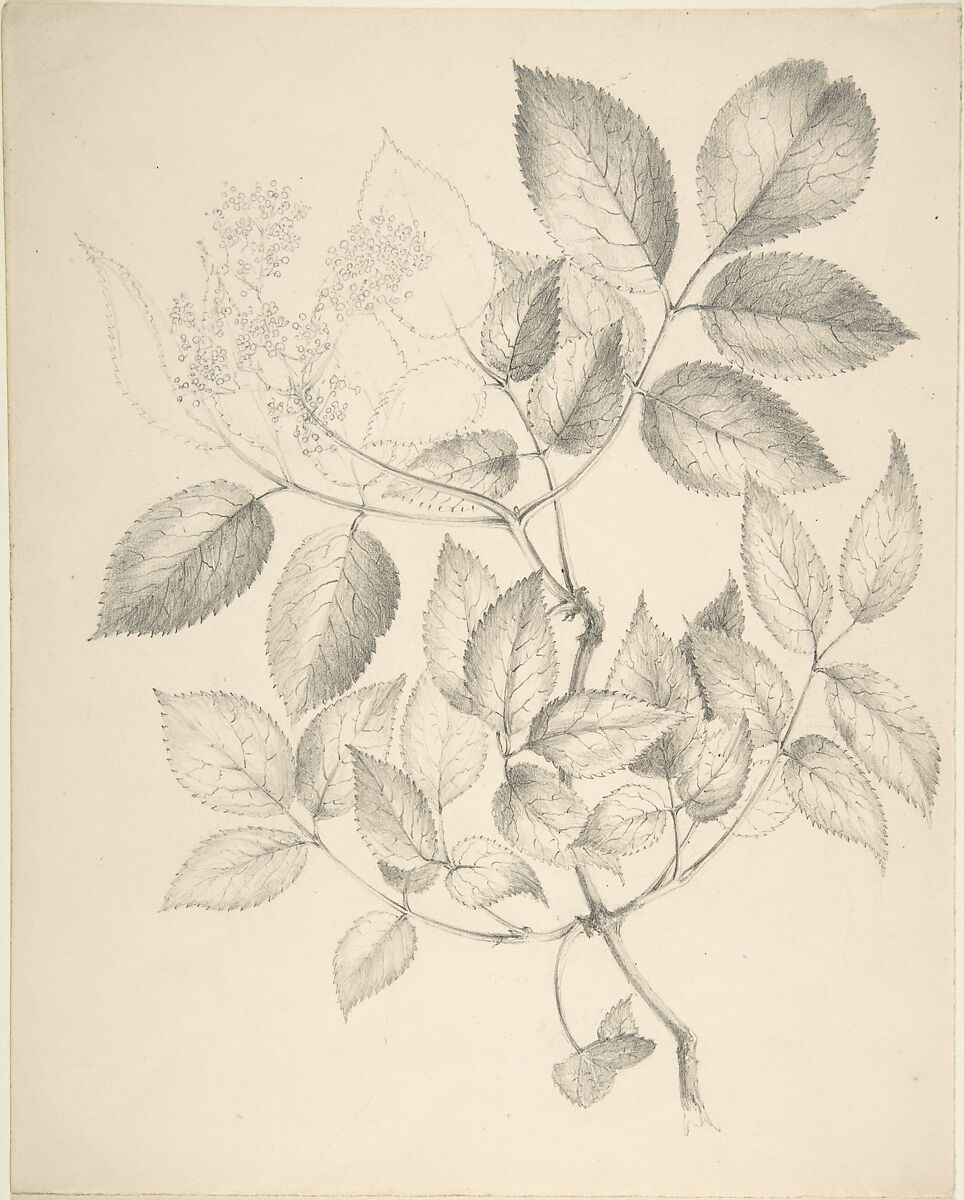 Leaves and Flowers, Anonymous, British, 19th century, Graphite 
