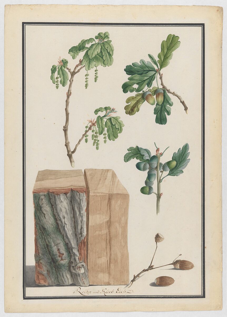 Studies of the blossoms, fruits and trunk of an English oak (Quercus robur), Ludwig Pfleger (German, Rastatt 1720–1793 Rastatt), Watercolor, over black chalk; double framing lines in pen and black ink 