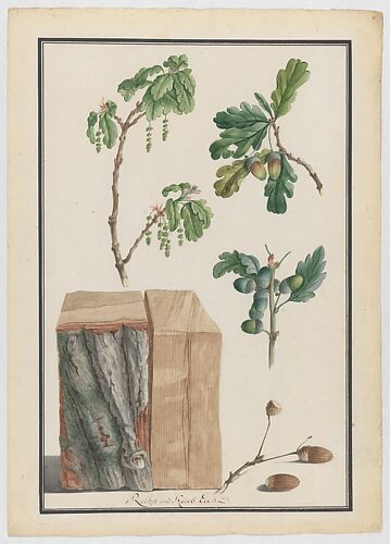 Studies of the blossoms, fruits and trunk of an English oak (Quercus robur)