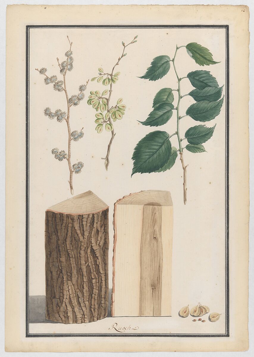 Studies of the leaves, blossoms, fruits and trunk of an English elm (Ulmus procera), Ludwig Pfleger (German, Rastatt 1720–1793 Rastatt), Watercolor, over a sketch in black chalk. Double framing line in pen and black ink. 