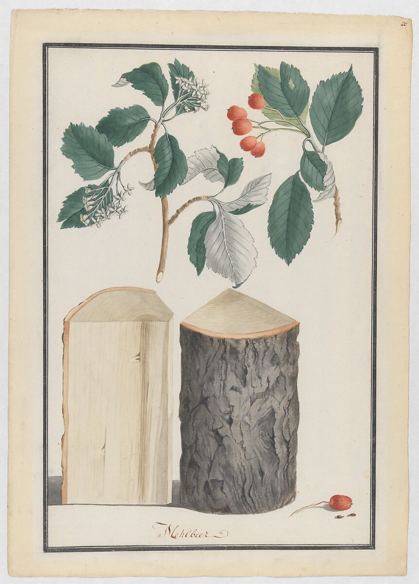 Studies of the leaves, blossoms, fruits and trunk of a whitebeam (Sorbus subgenus Aria), Ludwig Pfleger (German, Rastatt 1720–1793 Rastatt), Watercolor, over a sketch in black chalk; double framing line in pen and black ink 