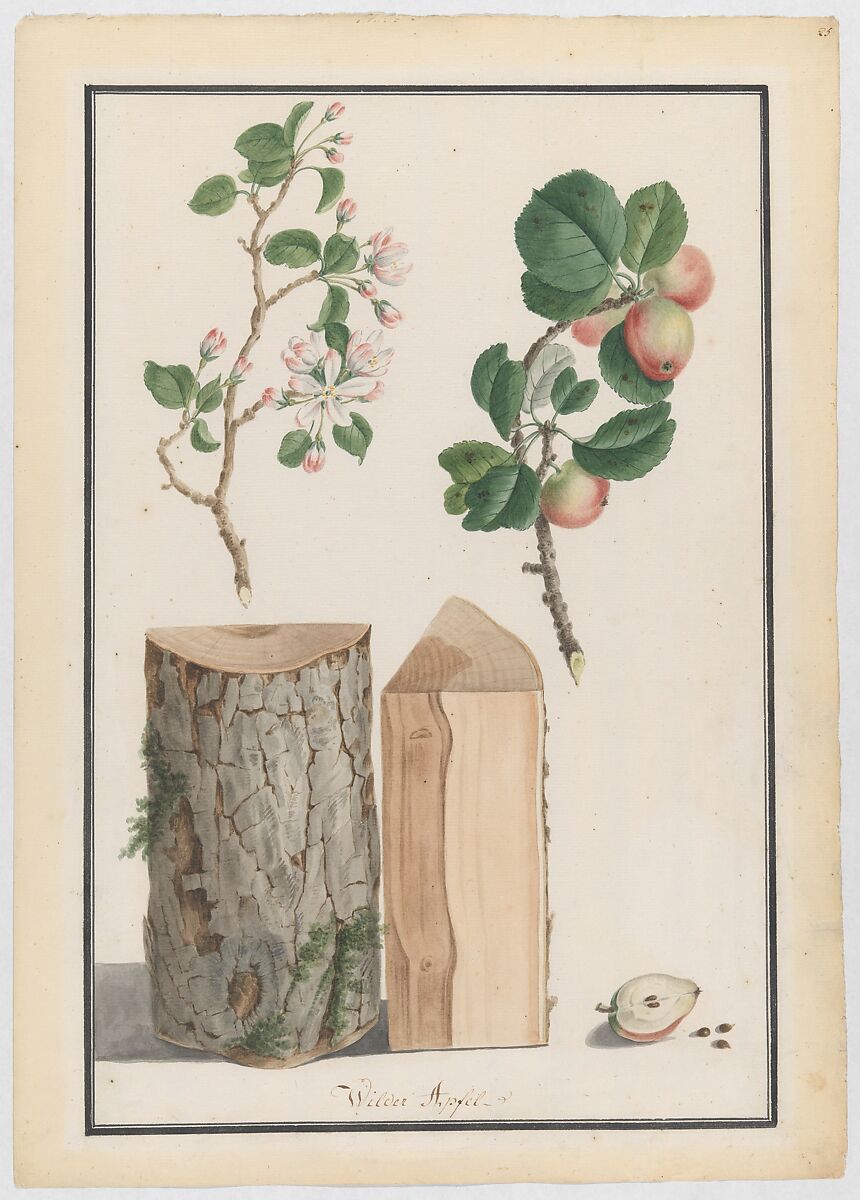 Studies of the trunk, blossoms and fruit of a wild apple tree (Malus sylvestris), Ludwig Pfleger (German, Rastatt 1720–1793 Rastatt), Watercolor, over a sketch in black chalk or graphite; double framing lines in pen and black ink 