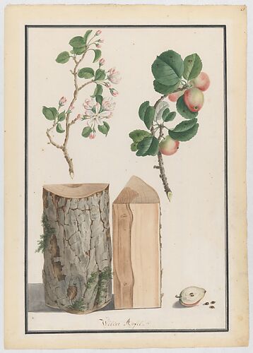 Studies of the trunk, blossoms and fruit of a wild apple tree (Malus sylvestris)