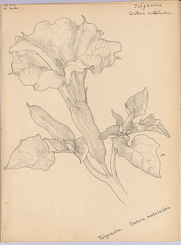 Album of American Wildflower Drawings