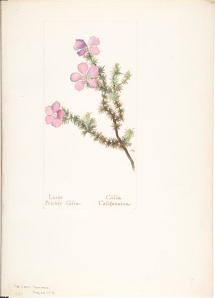 Album of American Wildflower Watercolors, Margaret Neilson Armstrong (American, New York 1867–1944 New York), Watercolor over graphite with brown ink