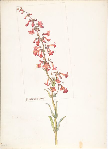 Album of American Wildflower Watercolors, Margaret Neilson Armstrong (American, New York 1867–1944 New York), Watercolor over graphite with brown ink