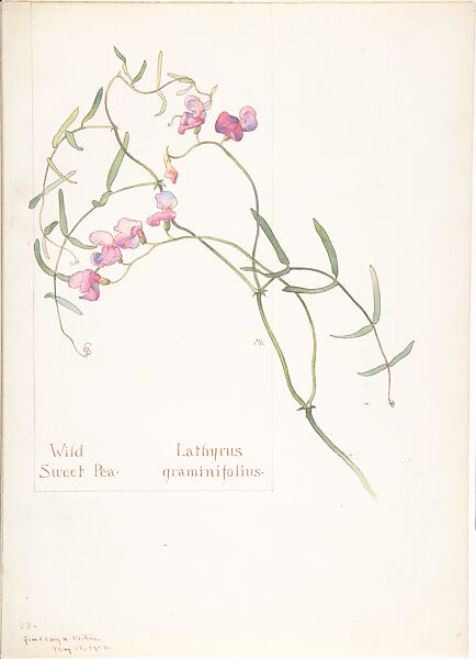 Album of American Wildflower Watercolors, Margaret Neilson Armstrong (American, New York 1867–1944 New York), Watercolor over graphite with brown ink