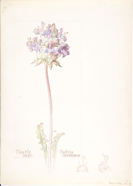 Album of American Wildflower Watercolors, Margaret Neilson Armstrong (American, New York 1867–1944 New York), Watercolor over graphite with brown ink