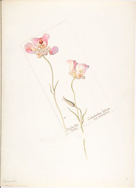 Album of American Wildflower Watercolors, Margaret Neilson Armstrong (American, New York 1867–1944 New York), Watercolor over graphite with brown ink
