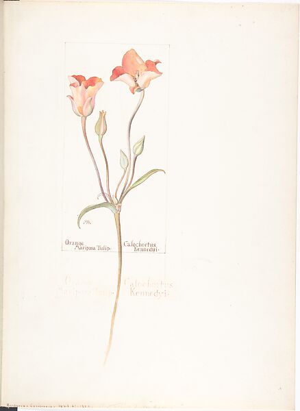 Album of American Wildflower Watercolors, Margaret Neilson Armstrong (American, New York 1867–1944 New York), Watercolor over graphite with brown ink