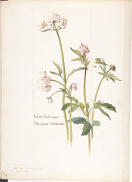 Album of American Wildflower Watercolors, Margaret Neilson Armstrong (American, New York 1867–1944 New York), Watercolor over graphite with brown ink